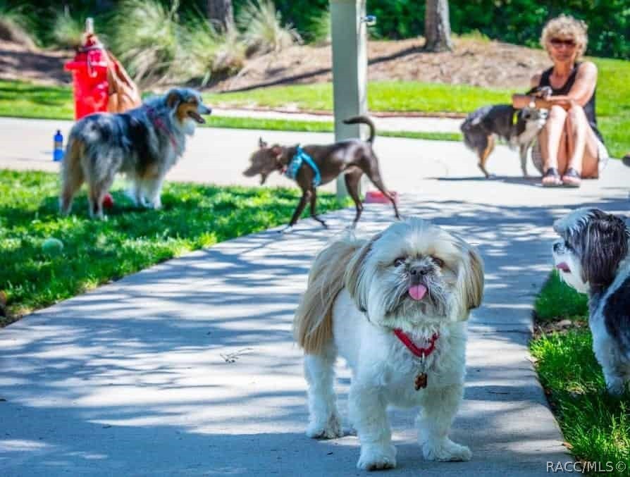 Dog areas for your favorite pals