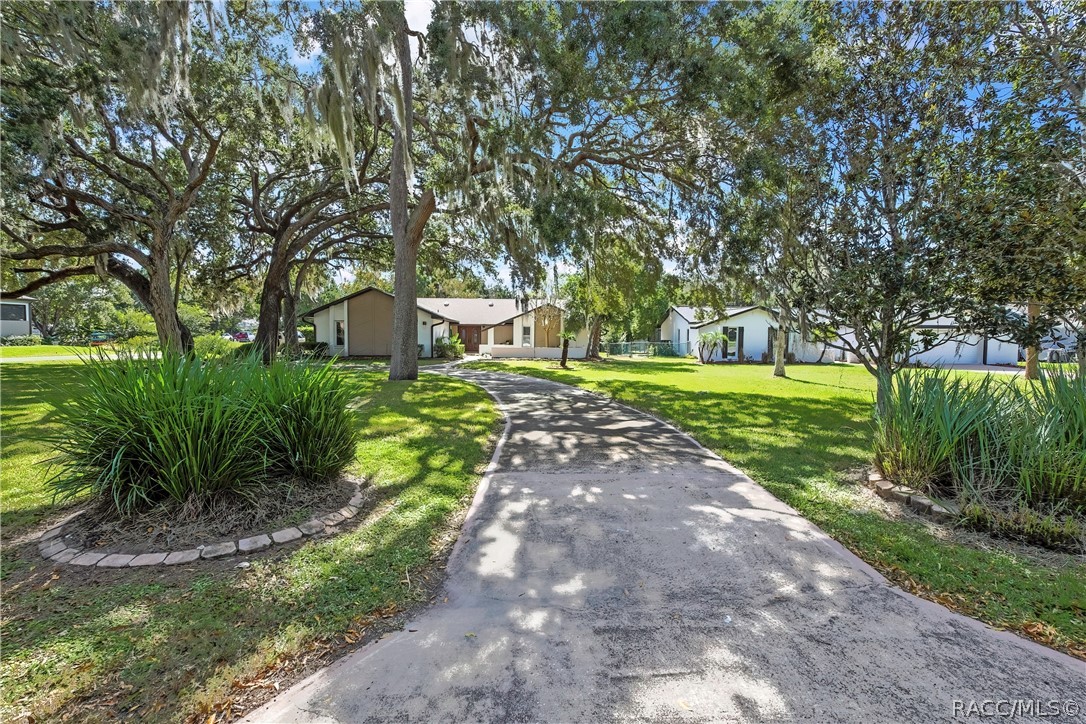 Concrete driveway shaded by mature oaks.