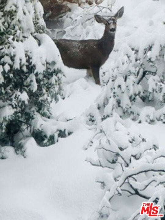 Deer coming home