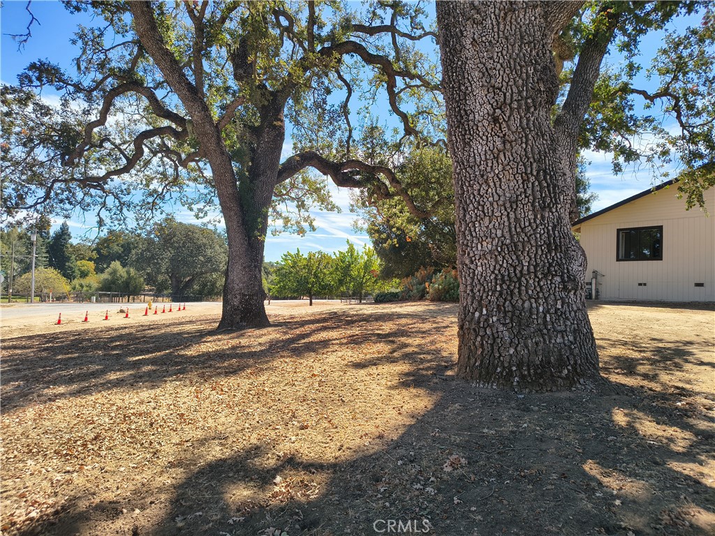 Maintained Oaks