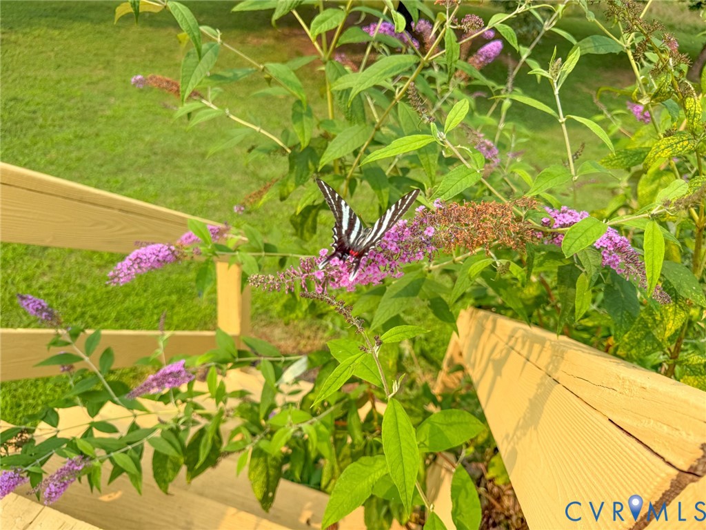 Lush green foliage with purple blooms, bordered by a light-colored wooden railing