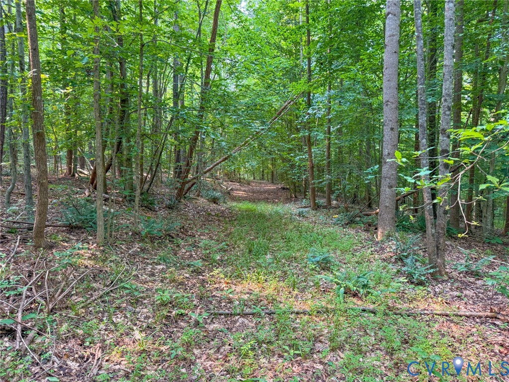 Wooded parcel featuring a cleared path, mature deciduous trees, natural ground cover, and dappled sunlight