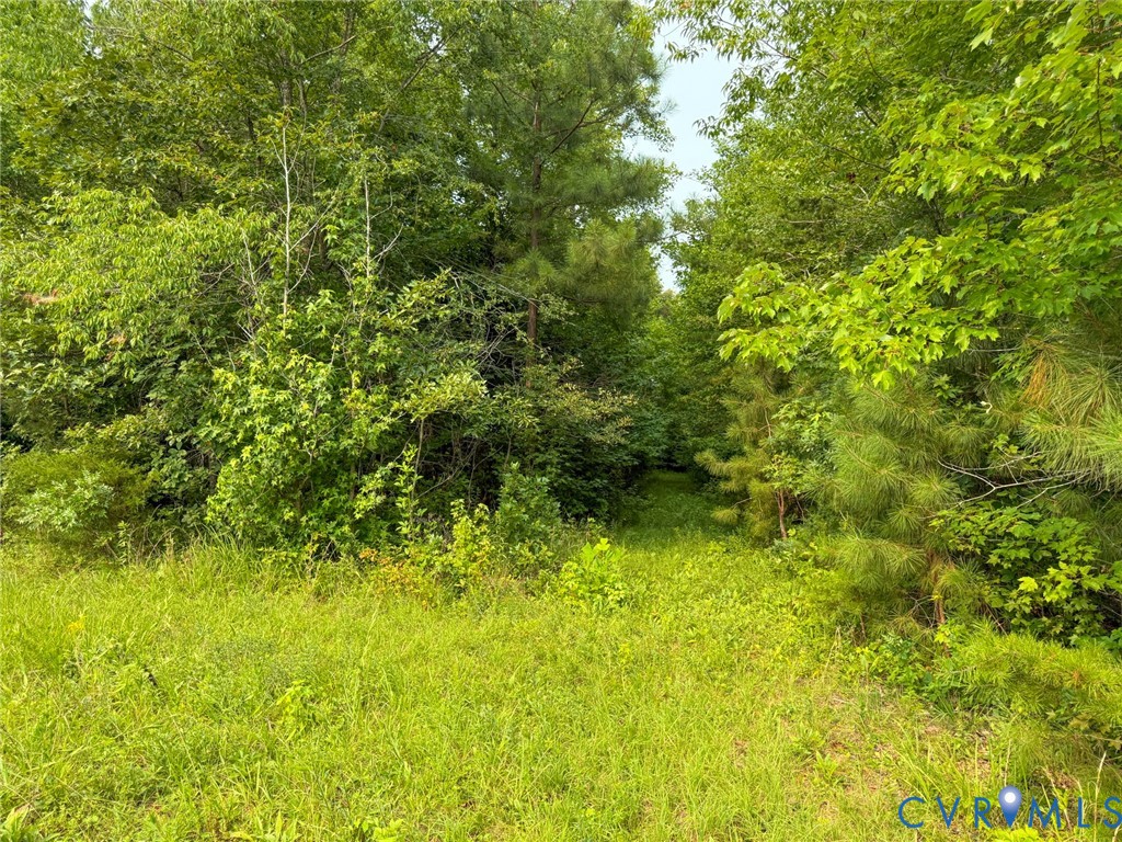 Expansive natural landscape featuring dense tree coverage and abundant ground foliage