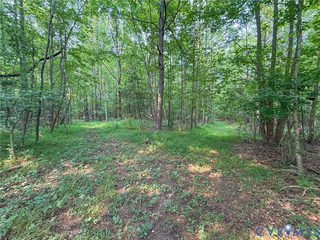 Wooded property with mature trees and dense foliage, featuring a clearing with natural ground cover
