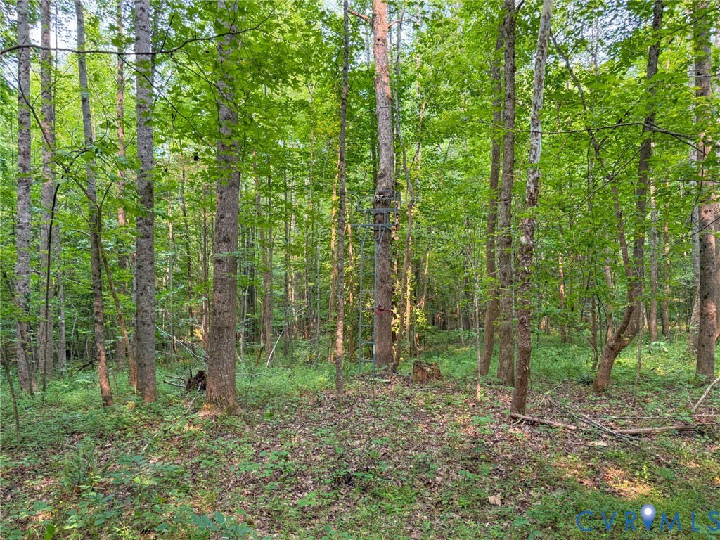 Mature trees and lush undergrowth define this wooded property