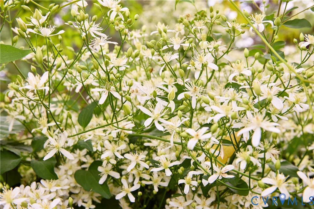 Blooming jasmine make the backyard smell like heaven.