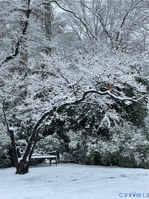 Backyard in Winter