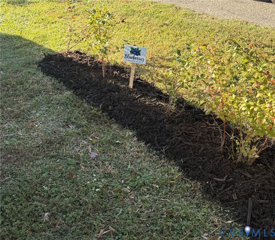Great collection of fruit bushes