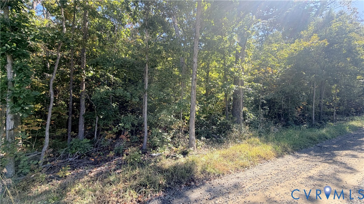 Wooded landscape featuring dense mature trees and native ground cover