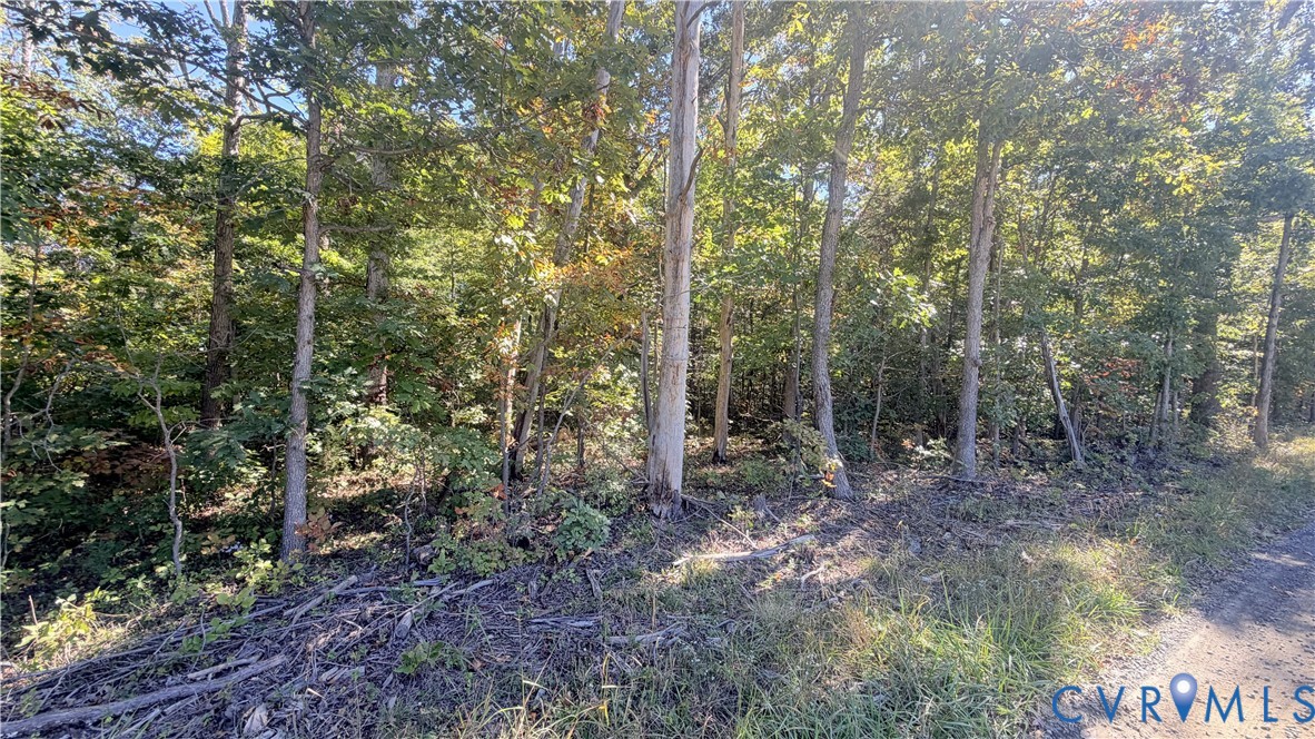 Wooded terrain featuring mature trees and established natural vegetation Wooded terrain featuring mature trees and established natural vegetation