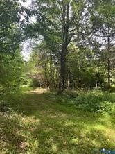 Wooded landscape featuring mature timber, natural grass ground cover, and native shrubbery