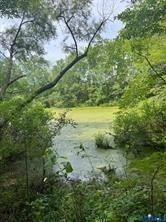 Natural pond surrounded by mature deciduous trees and native vegetation
