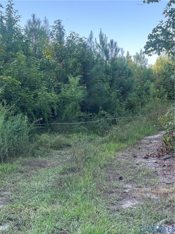 Expansive lot featuring mature native trees, dense wooded perimeter, and natural landscape