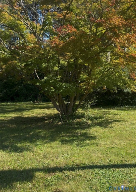 Expansive backyard featuring a mature, multi-trunk tree and open lawn space Expansive backyard featuring a mature, multi-trunk tree and open lawn space