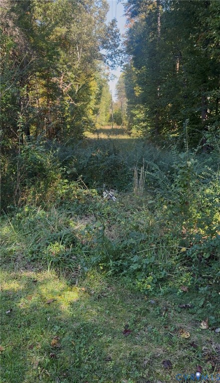 Wooded acreage featuring mature trees and natural ground cover Wooded acreage featuring mature trees and natural ground cover