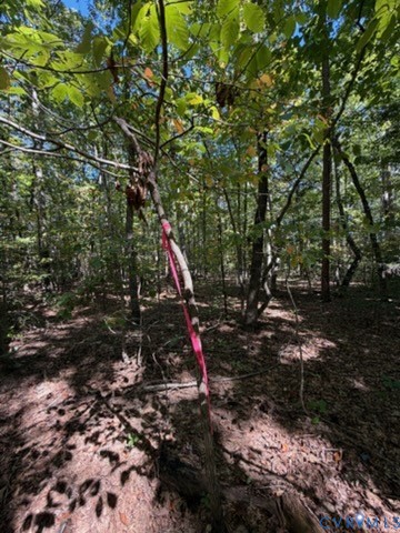 Wooded acreage featuring mature deciduous and coniferous trees
