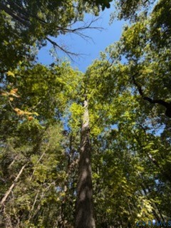 Mature canopy of deciduous trees providing natural coverage