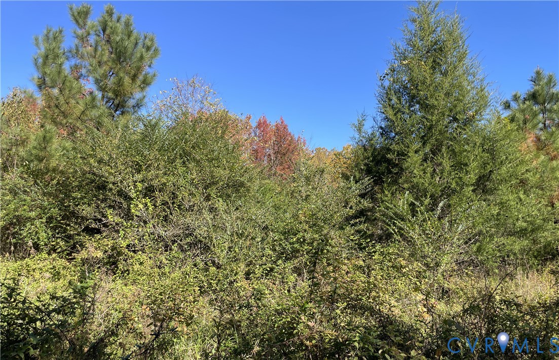 Wooded lot featuring mature pine and deciduous trees with dense natural undergrowth