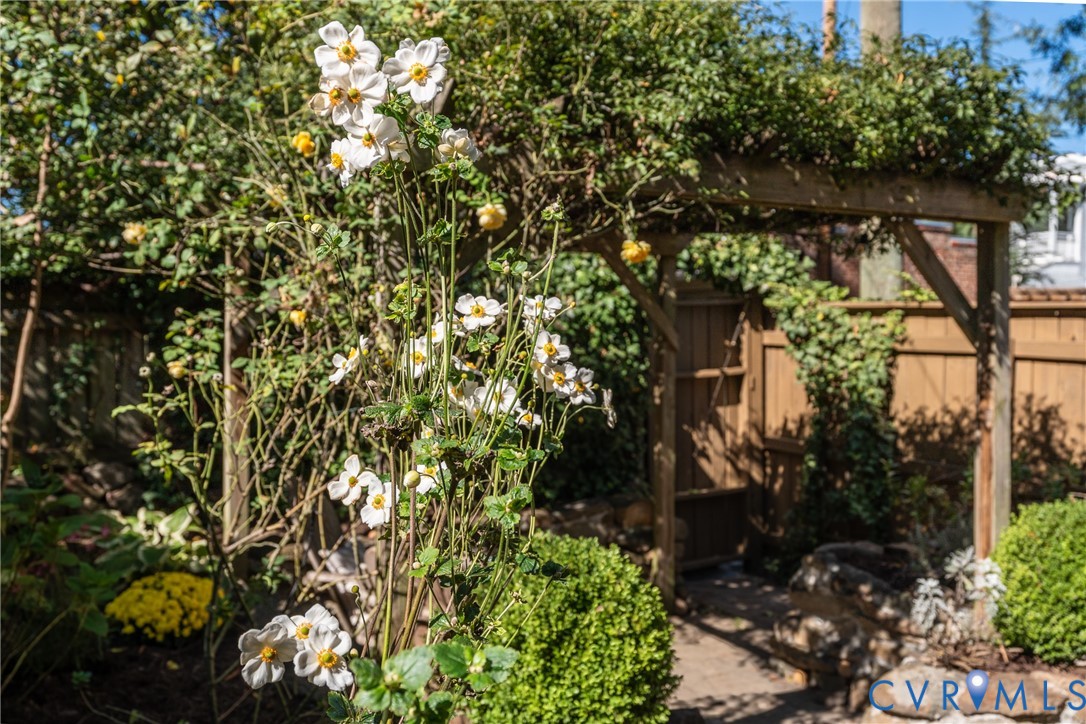 Anemones blooming in the garden in fall.