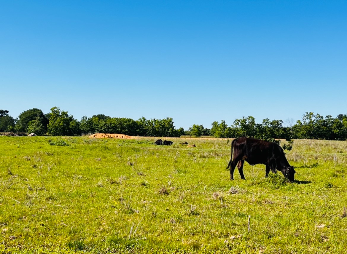 30930 Waller Spring Creek Road, Waller, TX 77484