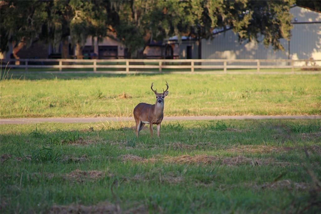275 Horse Shoe Trail, Angleton, TX 77515