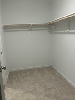 Spacious walk-in closet with ample shelving and plush carpeting.