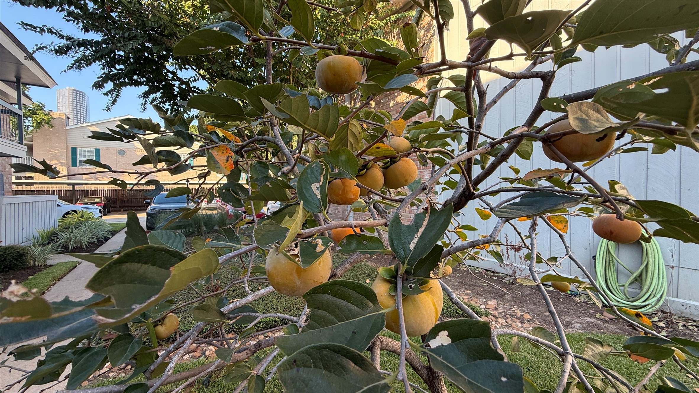 One of the community's fruit-bearing trees adds natural charm to the landscaped surroundings.