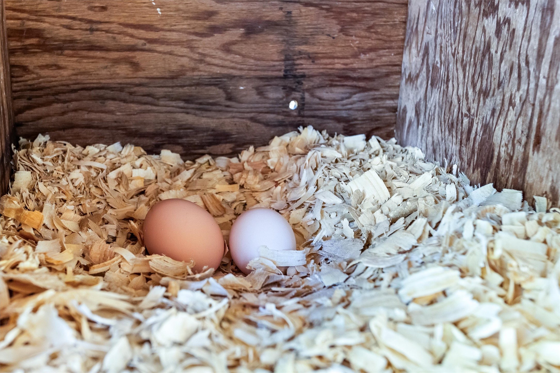 Time to gather the eggs.