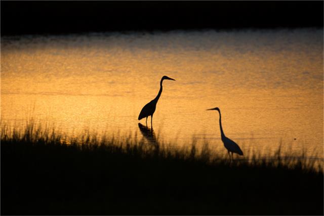 4 Loggerhead, Hitchcock, TX 77563