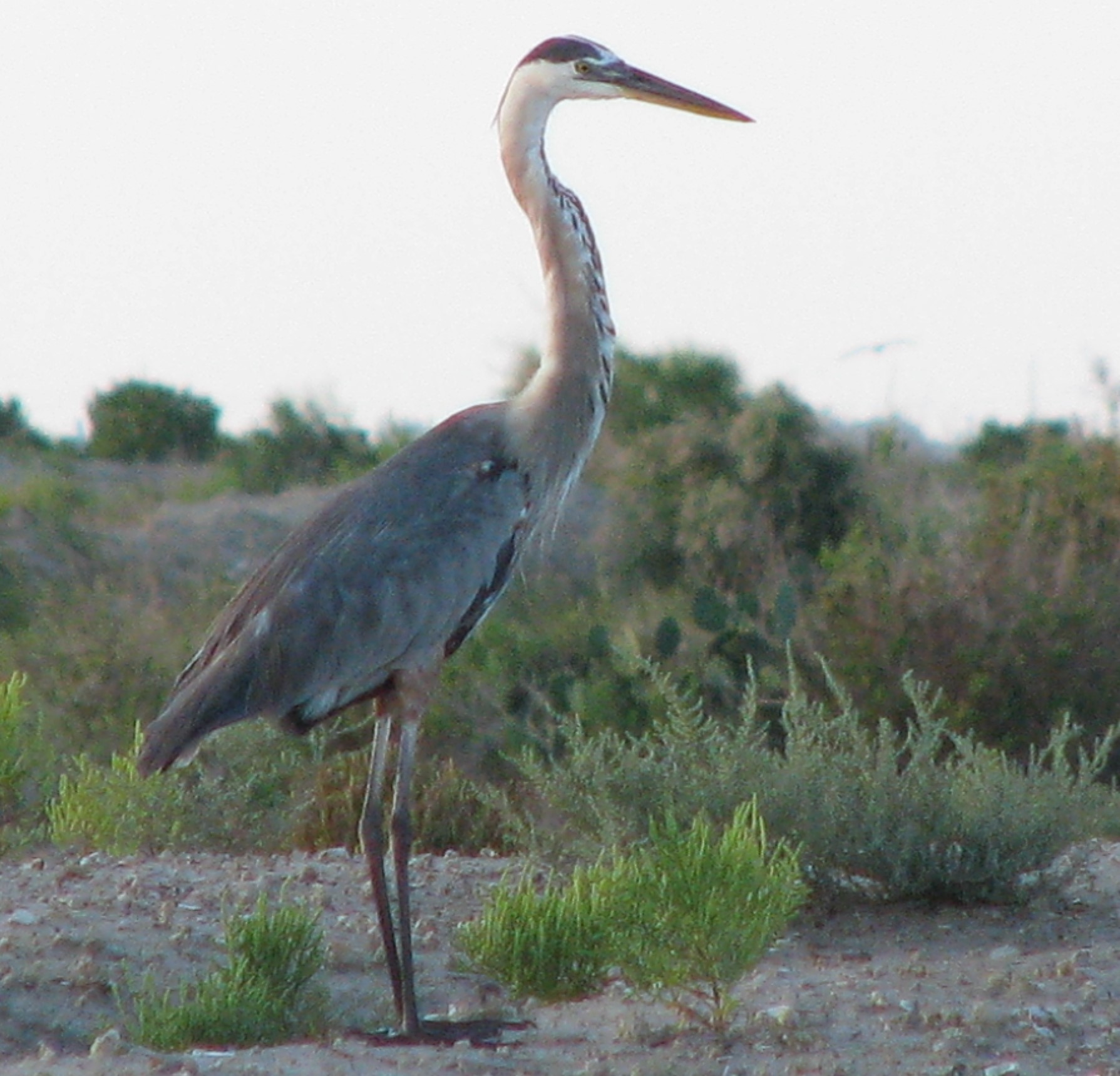 24 Long Key, Hitchcock, TX 77563