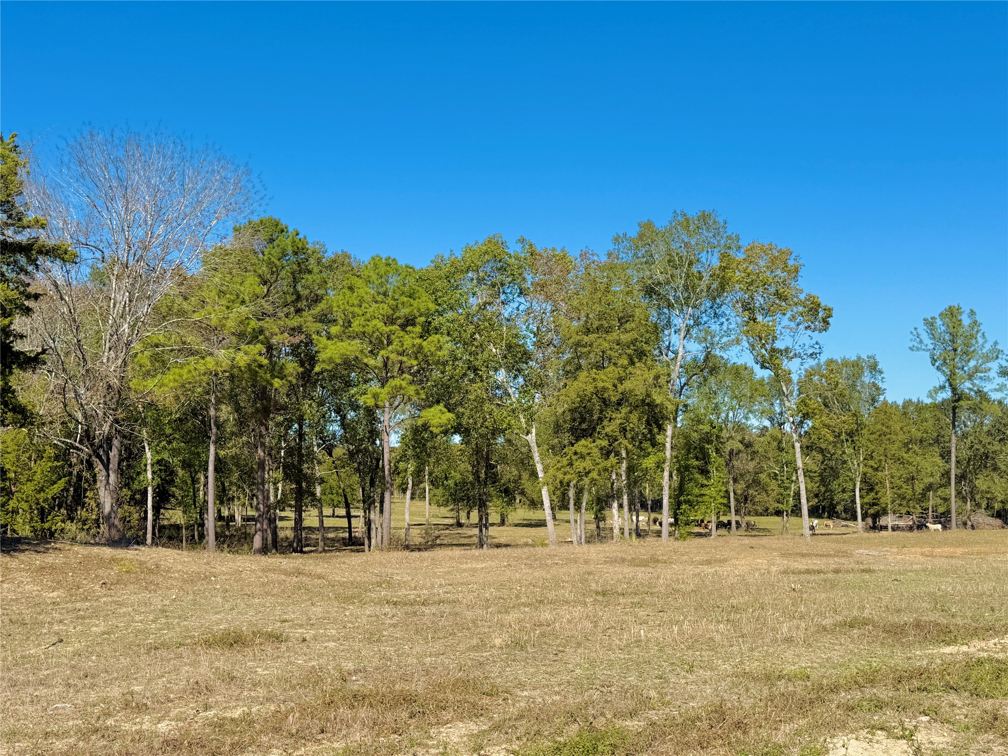 Tract B Sharpwest Trail, Montgomery, TX 77316