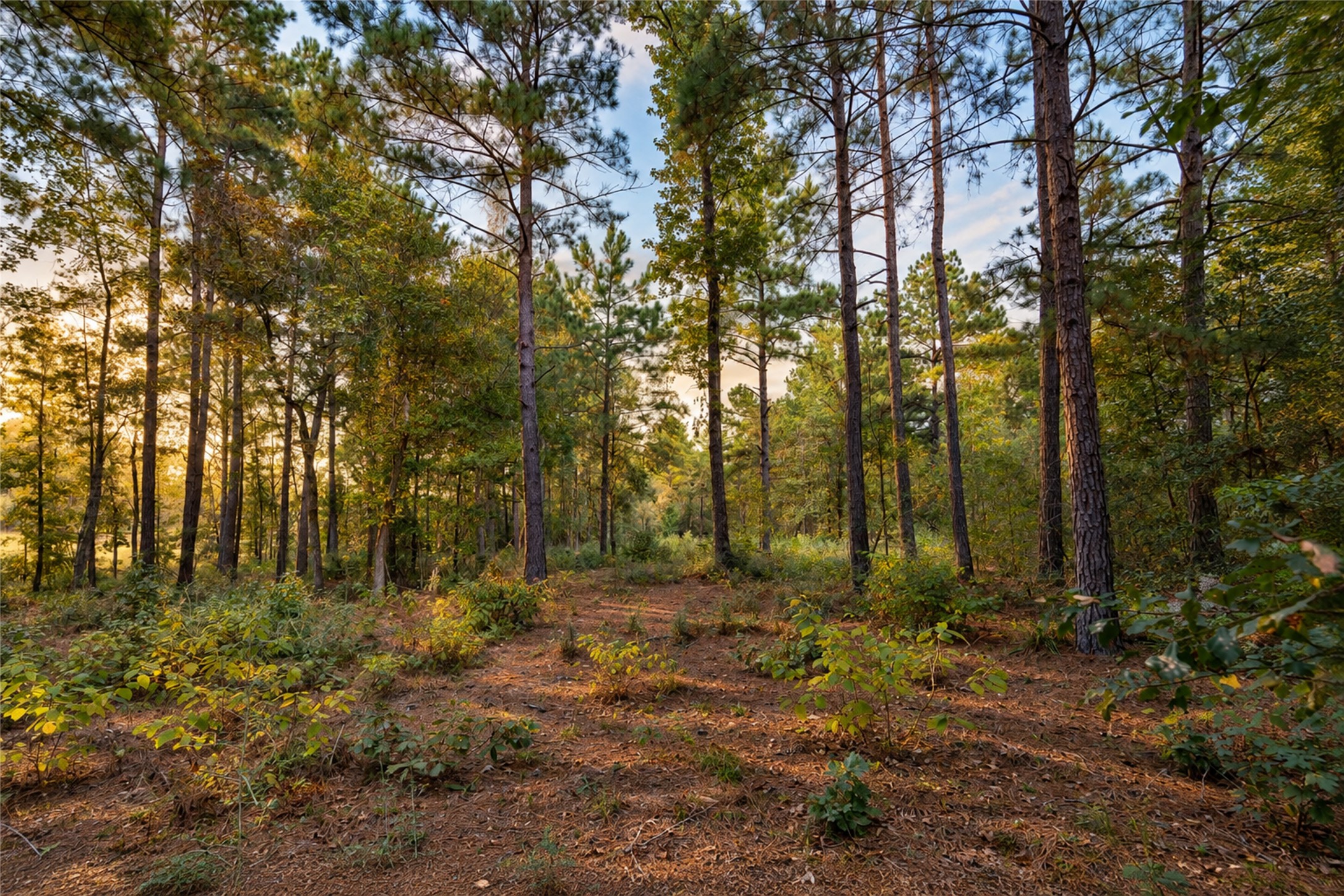 A closer look at the wooded homesite, with mature trees offering inspiration for your future landscape. A closer look at the wooded homesite, with mature trees offering inspiration for your future landscape.