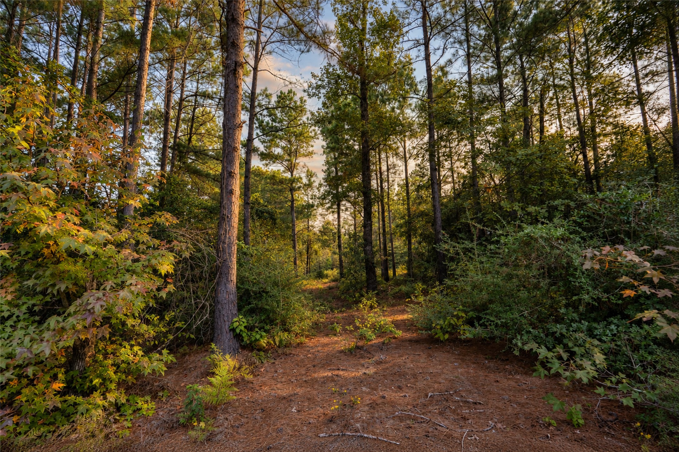 Mature trees and natural vegetation create a beautiful setting to envision your future home. Mature trees and natural vegetation create a beautiful setting to envision your future home.