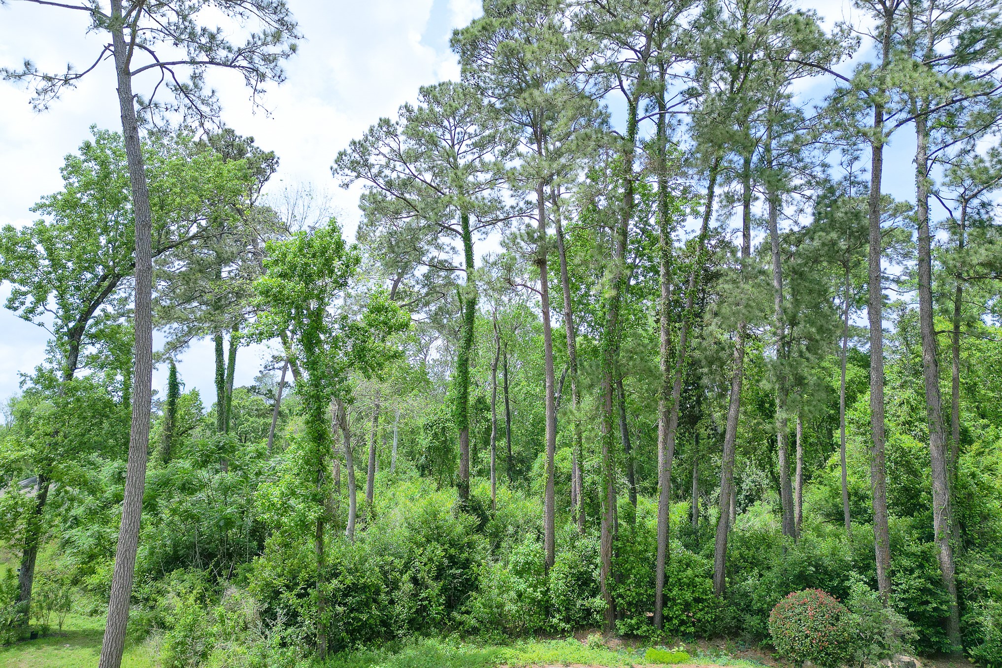 0 Roanoke Drive, Conroe, TX 77302