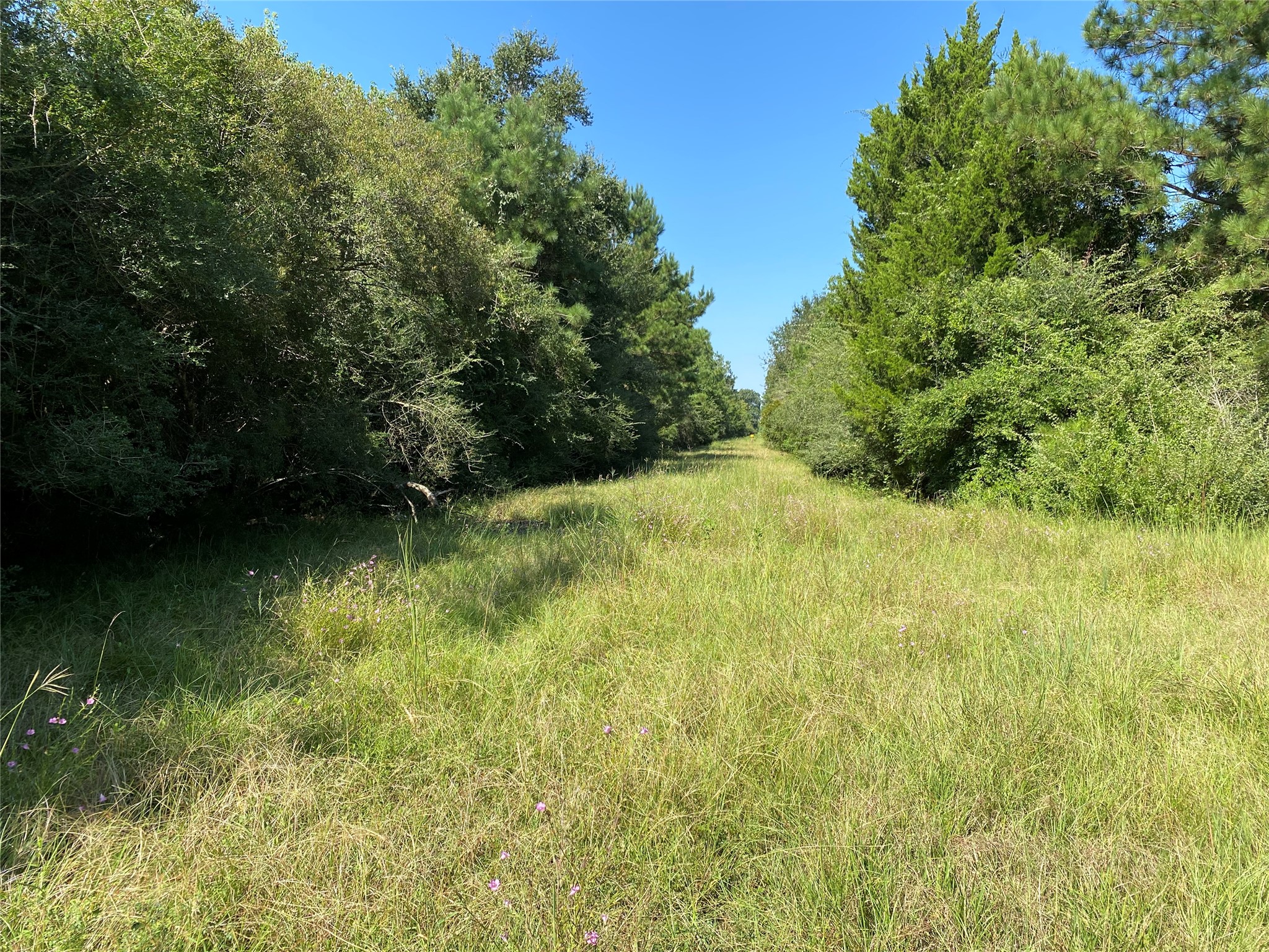 fence line