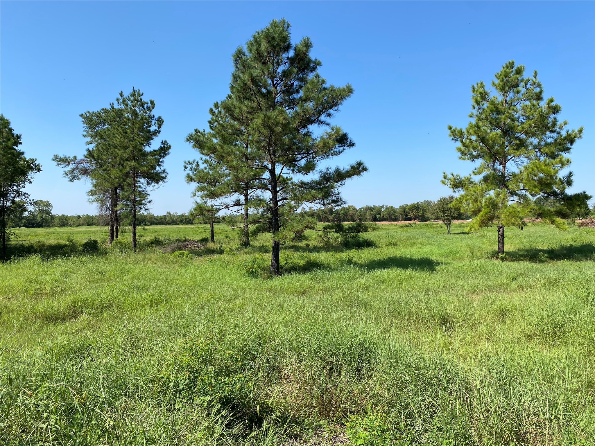 cleared pasture land