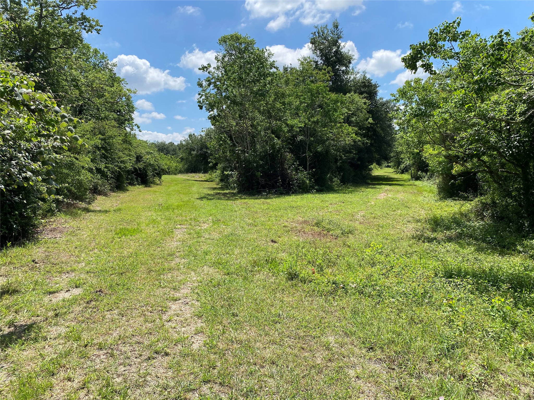 Cleared fence line