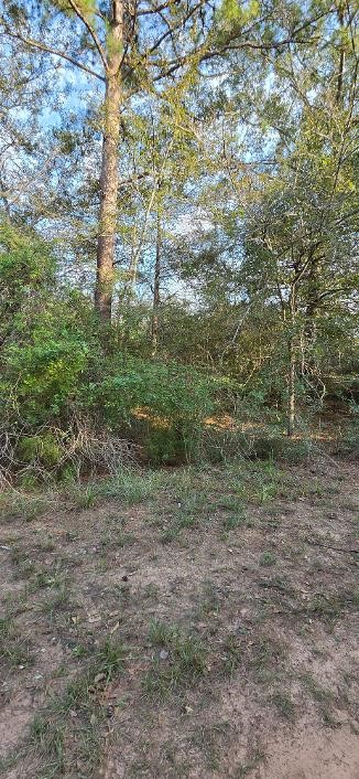 Wooded Lot