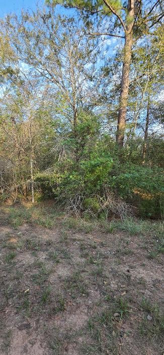 Wooded Lot