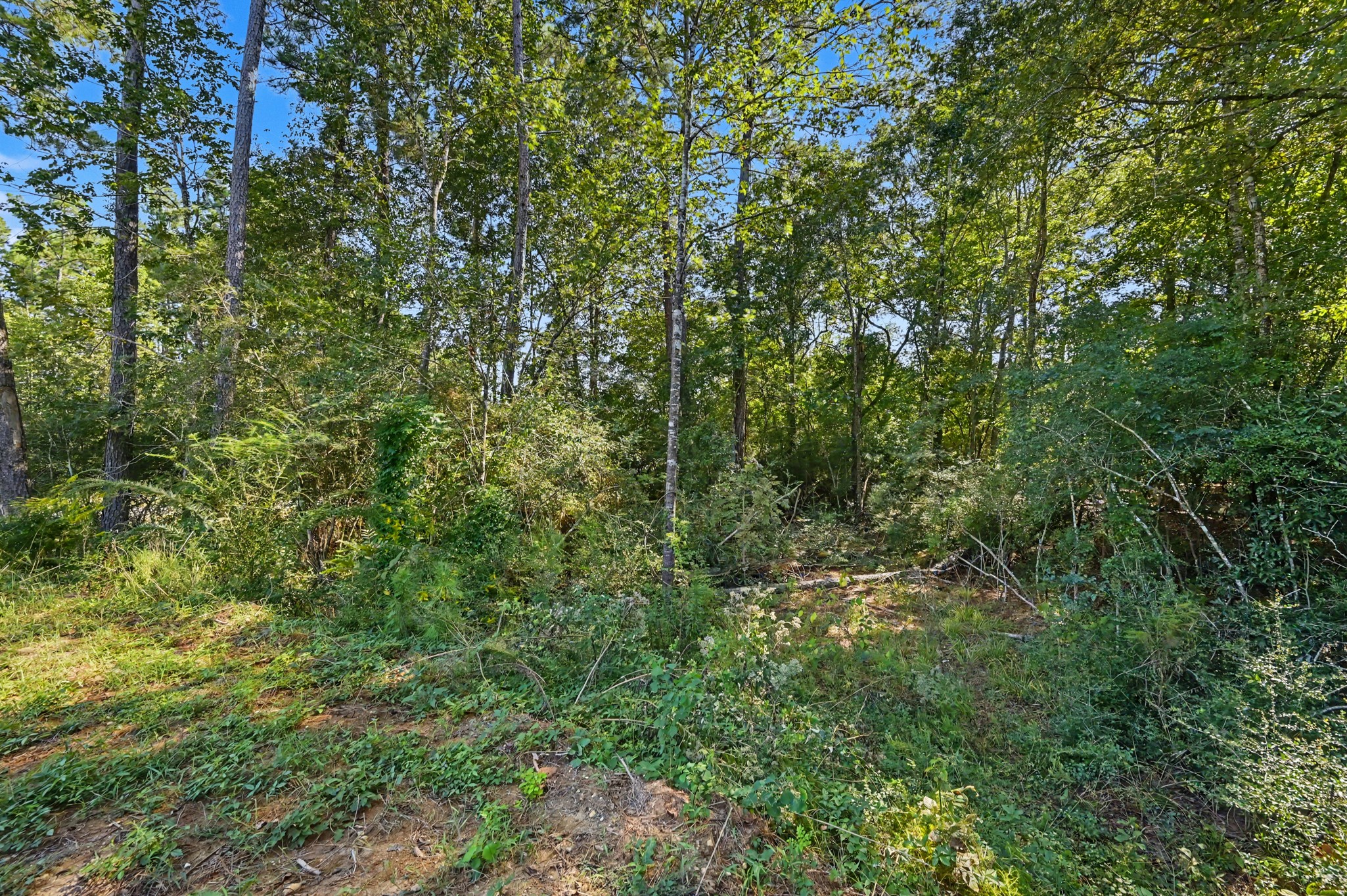 Additional property uncleared, to the left of the pond