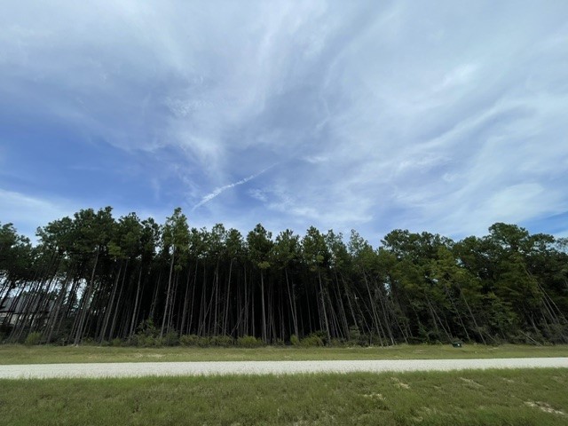 15963 Forest Grove Drive, Willis, TX 77378