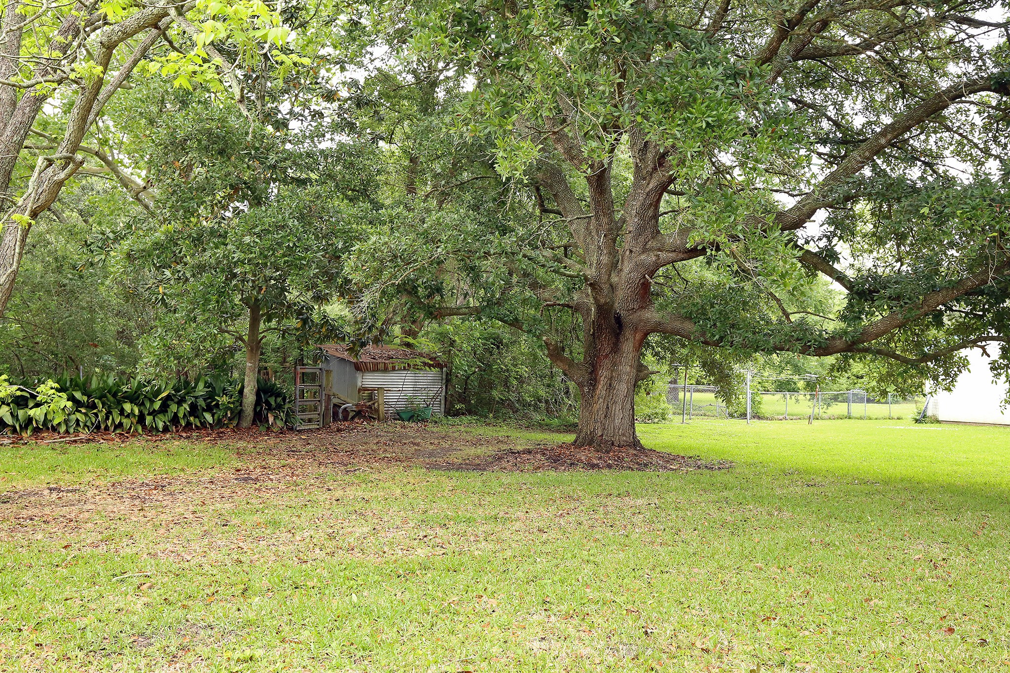 Hidden gem: A charming chicken coop nestled beneath a majestic oak tree, perfect for your backyard oasis.