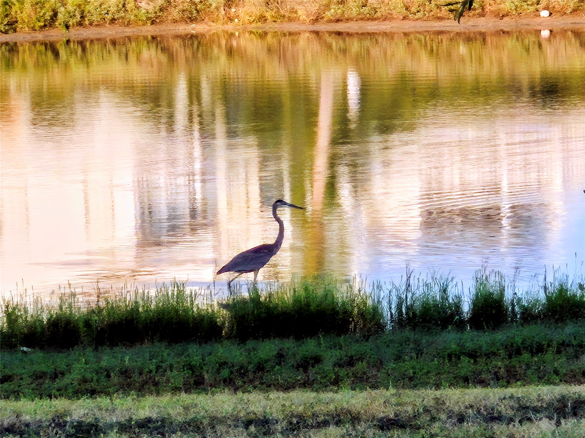 Great wildlife to see!