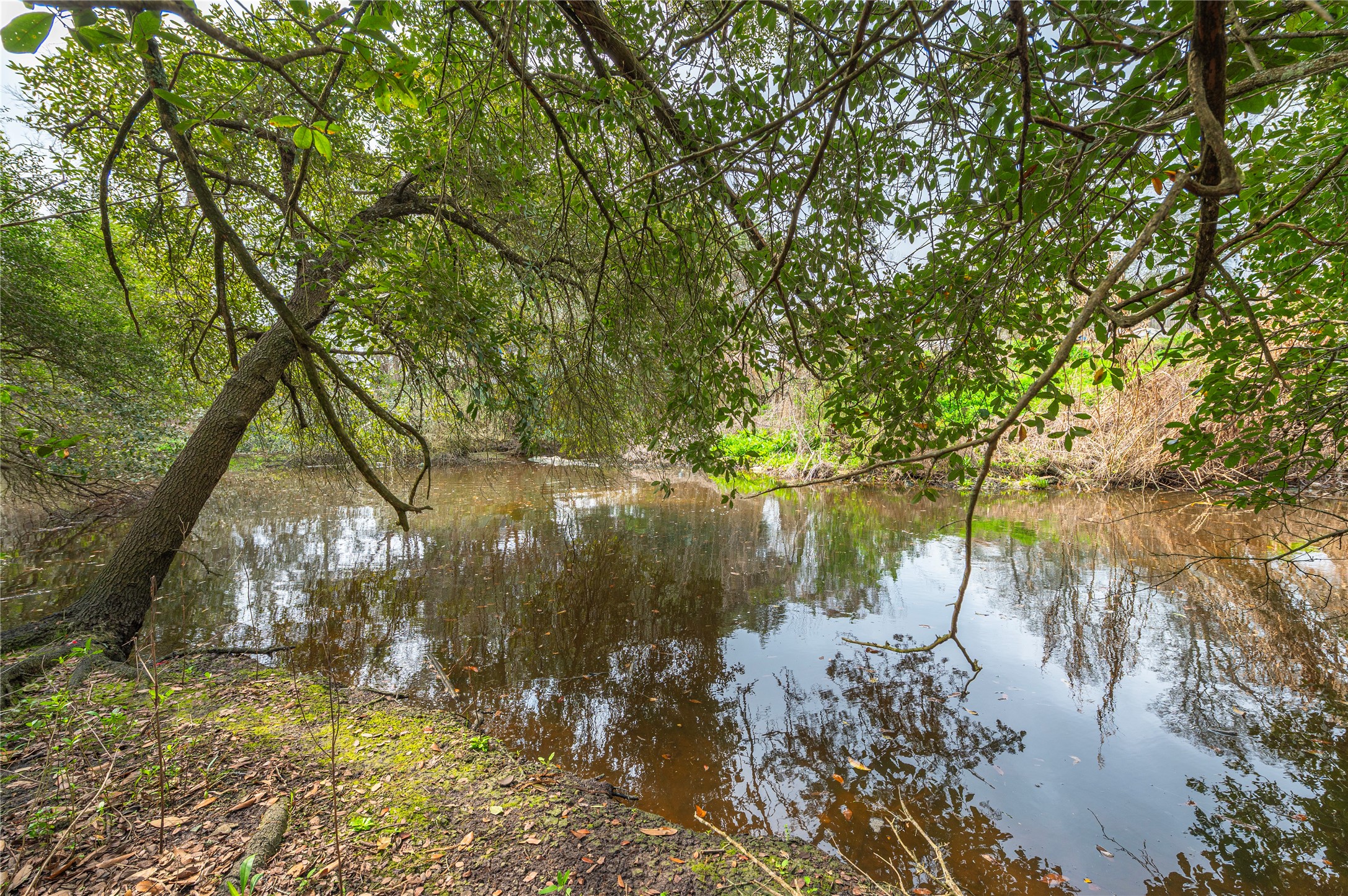 Bayou behind at the back of the lot Bayou behind at the back of the lot