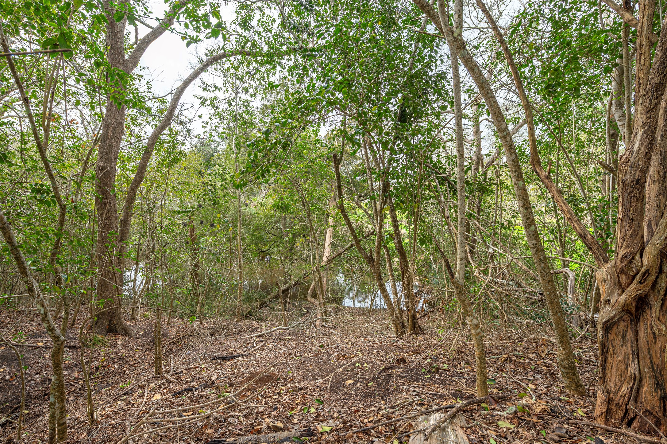 trail to the bayou trail to the bayou