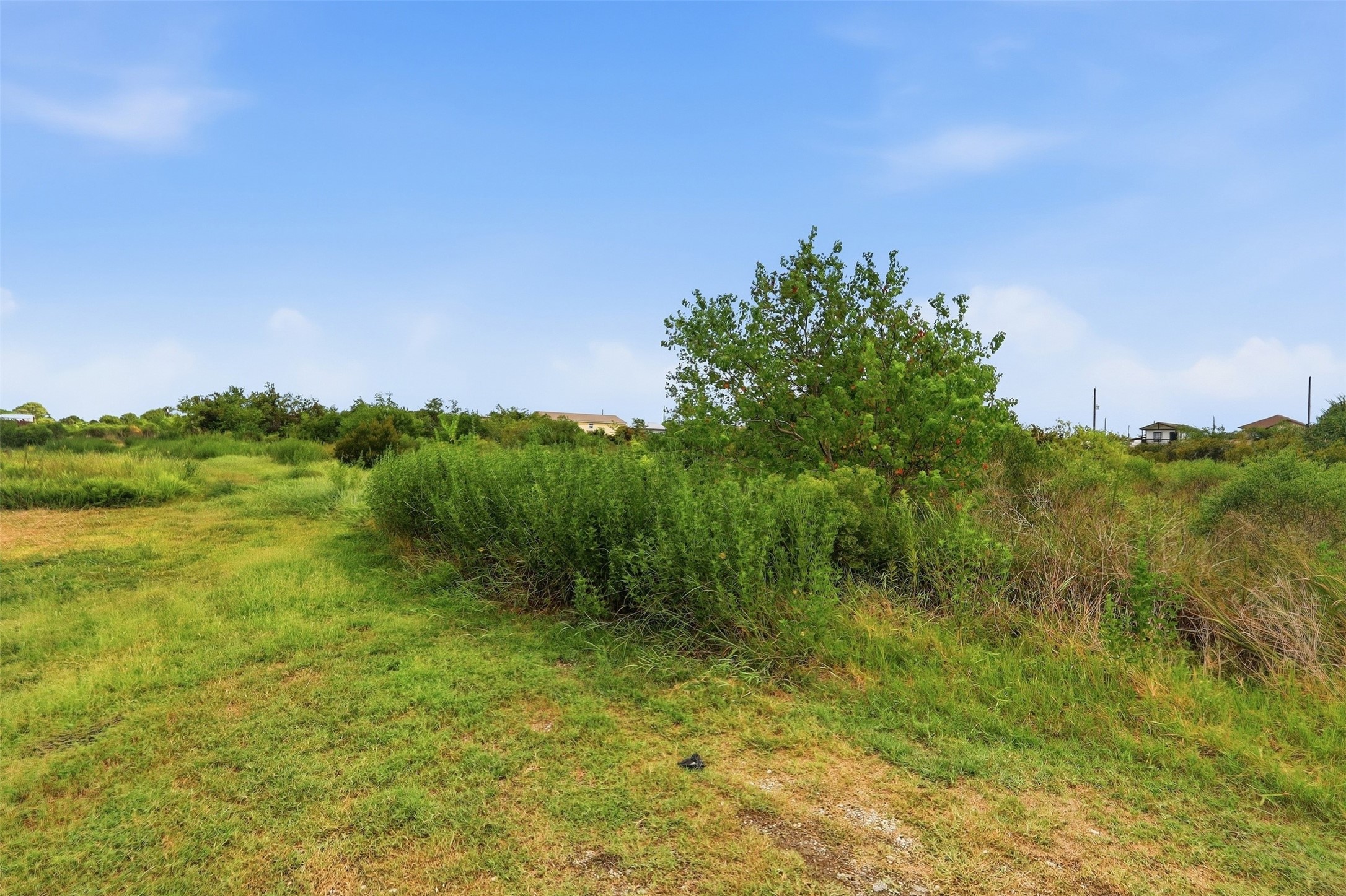 Ground-level view along a mowed path next to dense native vegetation and a small fruit-bearing tree. Nearby homes are visible on the horizon under a bright blue sky.