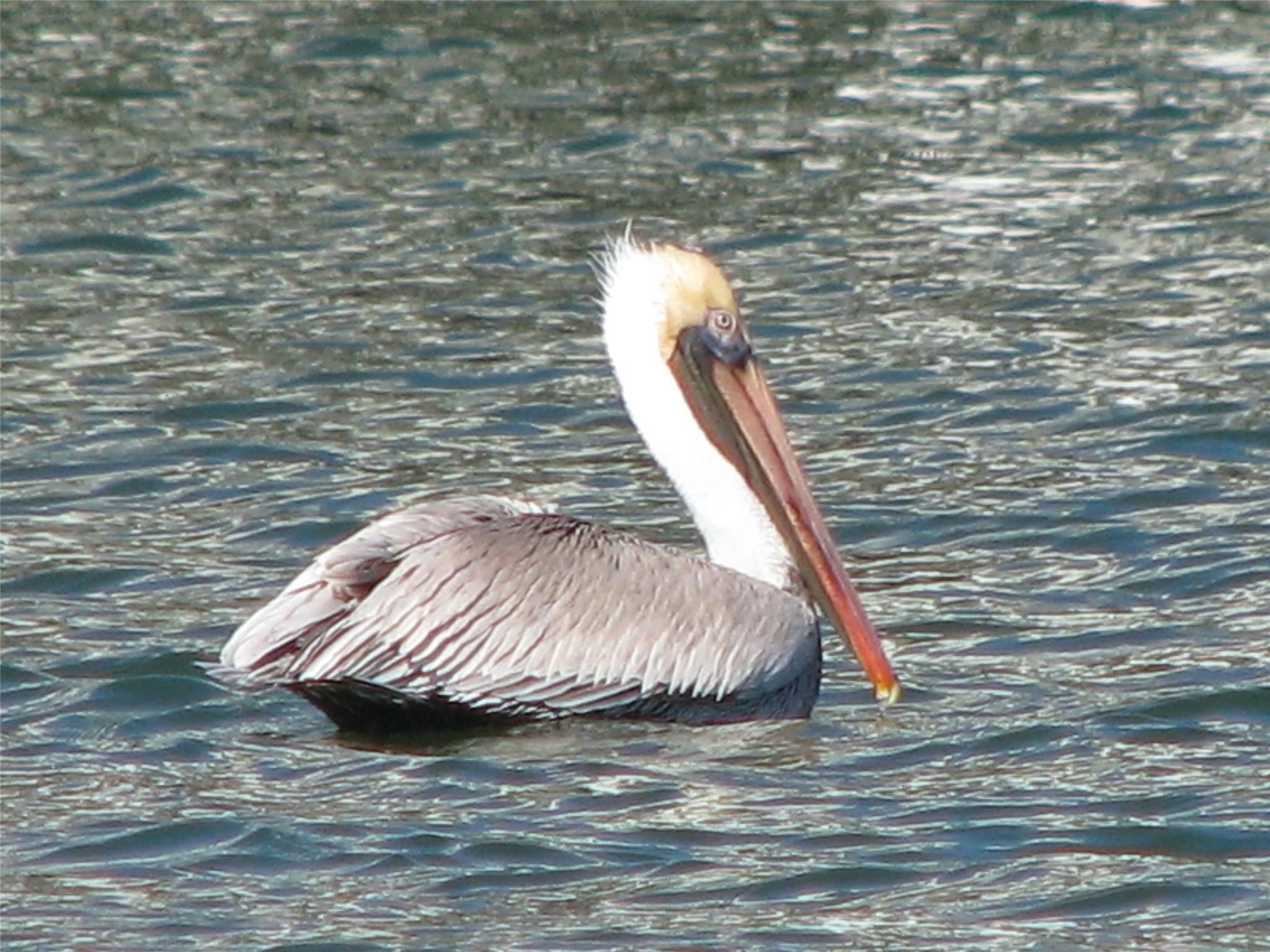Coastal bird watching