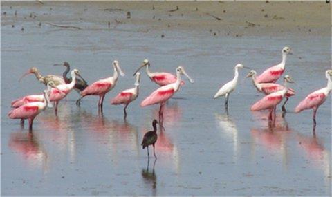 Coastal bird watching