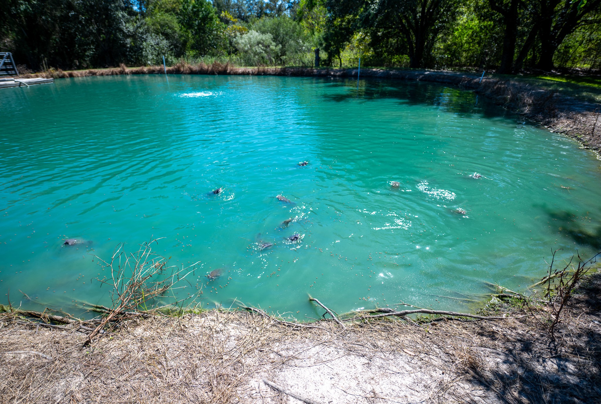 Pond stocked with catfish