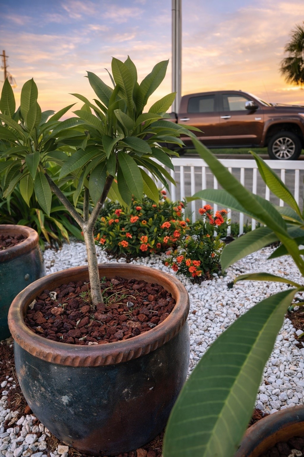 Tropical landscaping